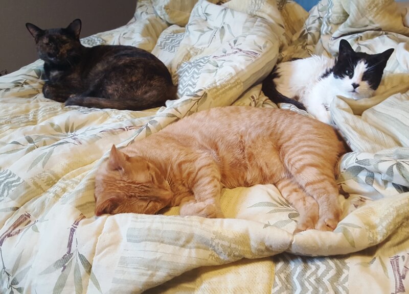 Three cats lounging on bed.